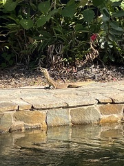 Varanus panoptes panoptes