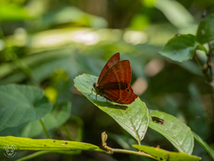 Abisara