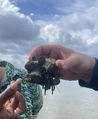 Clibanarius longitarsus