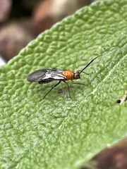 Trilaccus mimeticus