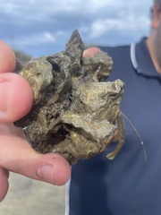 Clibanarius longitarsus