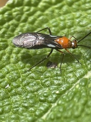 Trilaccus mimeticus