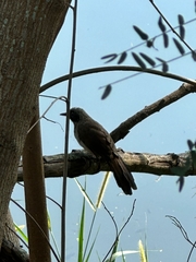 Pterorhinus perspicillatus