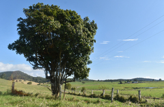 Sapindaceae