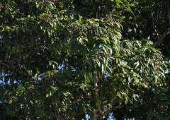 Sapindaceae