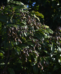 Sapindaceae