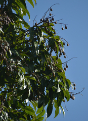 Sapindaceae