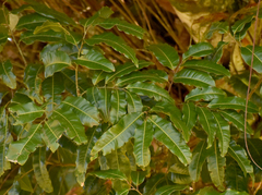 Sapindaceae
