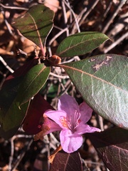 Rhododendron minus
