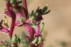 Neobassia proceriflora