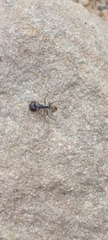 Camponotus suffusus