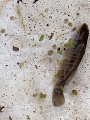 Umbra limi