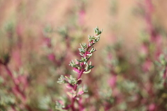 Neobassia proceriflora