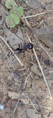 Camponotus suffusus