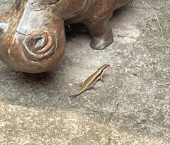 Trachylepis wahlbergii