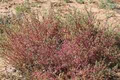 Neobassia proceriflora