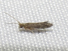 Glossosomatidae