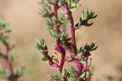 Neobassia proceriflora