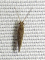 Glossosomatidae