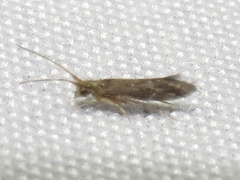 Glossosomatidae