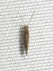 Glossosomatidae