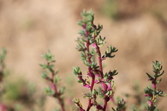 Neobassia proceriflora