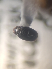 Clypastraea lugubris