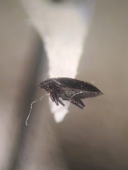 Clypastraea lugubris