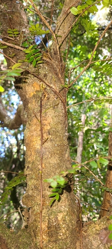 Metrosideros diffusa (Metrosideros diffusa)
