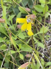 Goodenia arguta