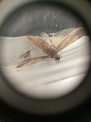 Tineola bisselliella