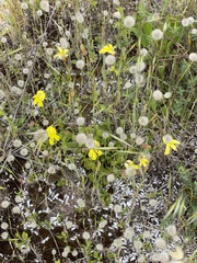 Goodenia arguta