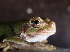Hyla japonica