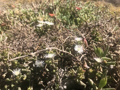 Delosperma