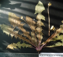 Taraxacum penicilliforme