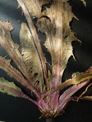 Taraxacum penicilliforme