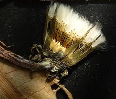 Taraxacum penicilliforme