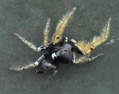 Phidippus arizonensis
