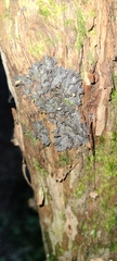 Pseudocyphellaria dissimilis