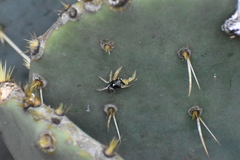 Phidippus arizonensis