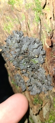 Pseudocyphellaria dissimilis