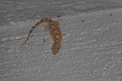 Hemidactylus mabouia