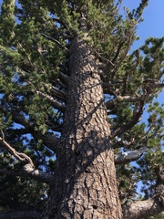 Pinus monticola