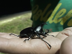 Xylotrupes australicus