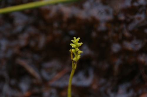 Image of Microtis atrata by (c) Hugo Innes, some rights reserved (CC BY)