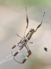Trichonephila edulis