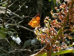 Cupha prosope