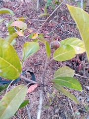Ficus torrentium