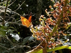 Cupha prosope