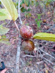 Ficus torrentium
